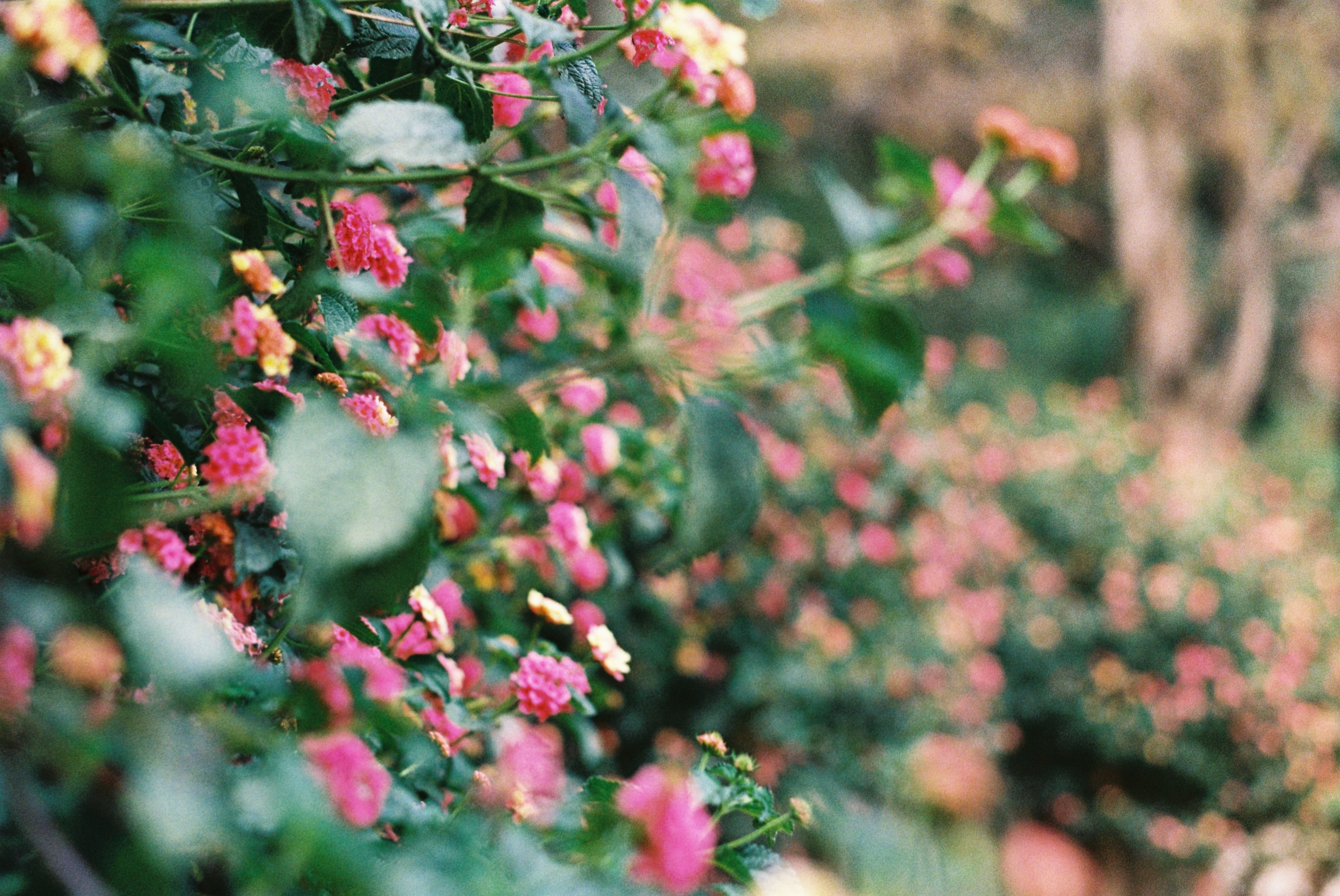 Photograph by Pierce Clark